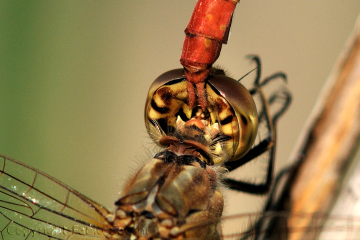 Cerci ,queste piccole pinze - tandem S.meridionale